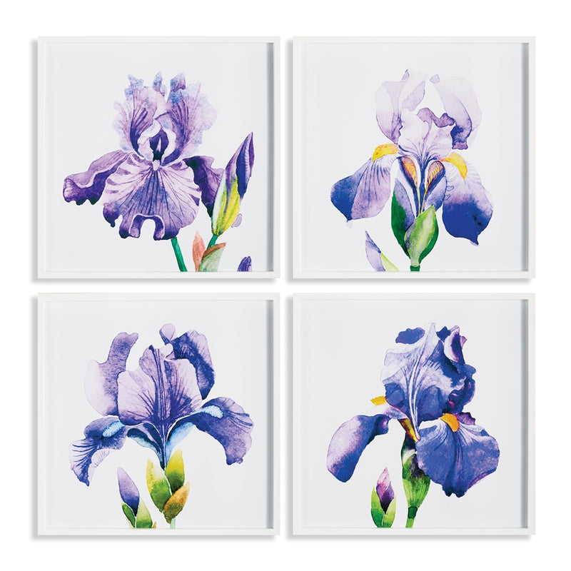 Napa Home Garden, IRIS PRINTS ,SET OF 4,nh232