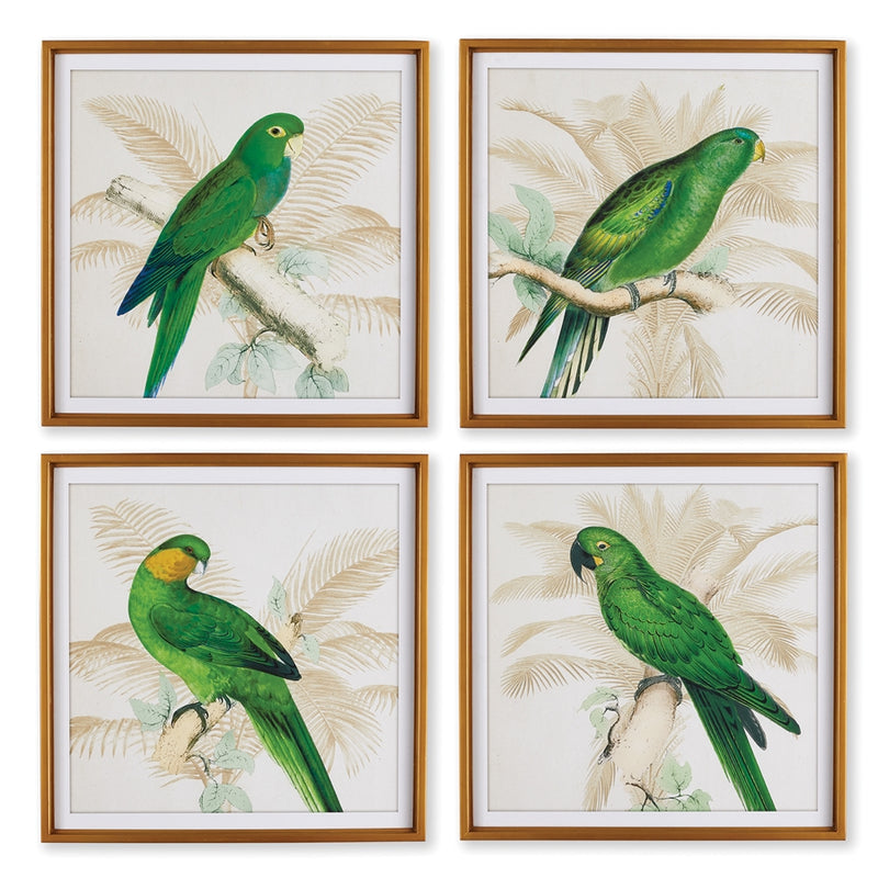 Napa Home Garden, GREEN PARROTS STUDY ,SET OF 4,nh400