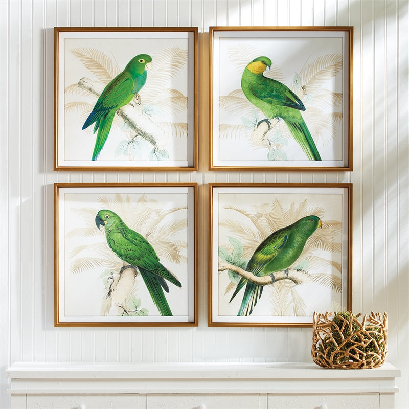 Napa Home Garden, GREEN PARROTS STUDY ,SET OF 4,nh400