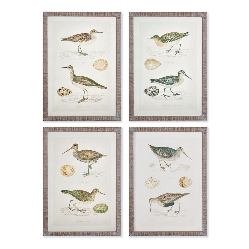 NAPA Home & Garden, COASTAL BIRDS STUDY, SET OF 4,NH402