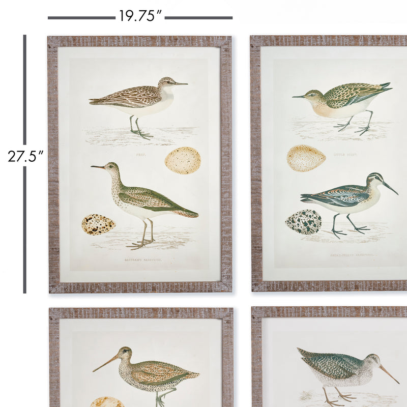 NAPA Home & Garden, COASTAL BIRDS STUDY, SET OF 4,NH402