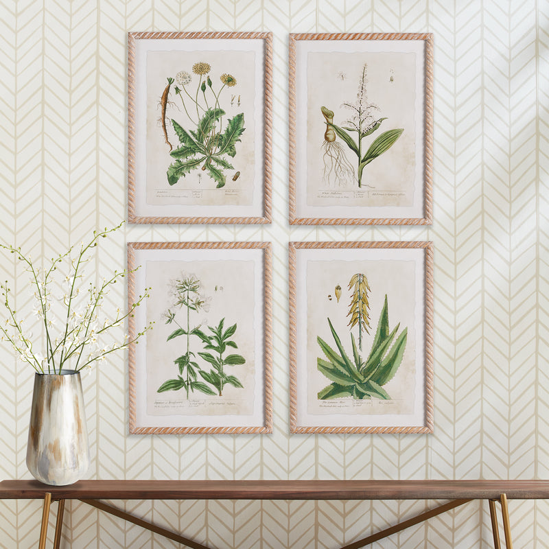 NAPA Home & Garden, VINTAGE BOTANICAL STUDY, SET OF 4,NH403