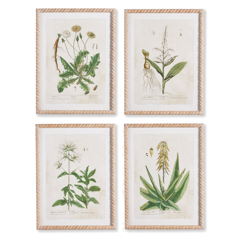 NAPA Home & Garden, VINTAGE BOTANICAL STUDY, SET OF 4,NH403