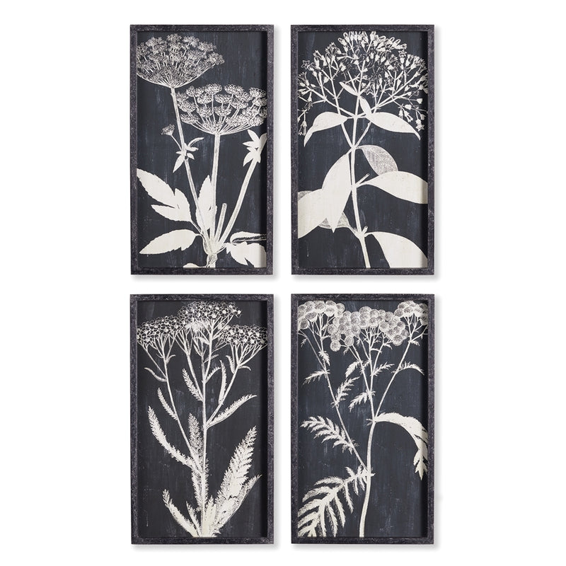 Napa Home Garden, MONOCHRME QUEEN ANNES LCE PRNTS ,SET OF 4,nh404