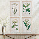 NAPA Home & Garden, MEADOW BOTANICAL STUDY, SET OF 4,NH408
