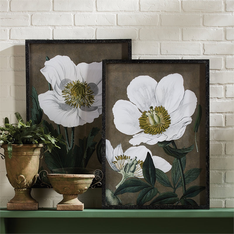 Napa Home Garden, POPPY PRINTS ,SET OF 2,nh409