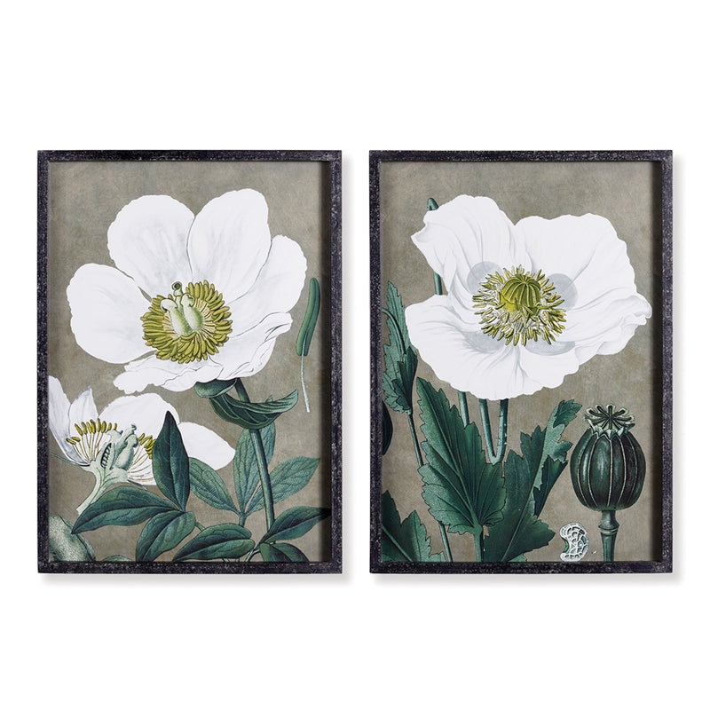 Napa Home Garden, POPPY PRINTS ,SET OF 2,nh409