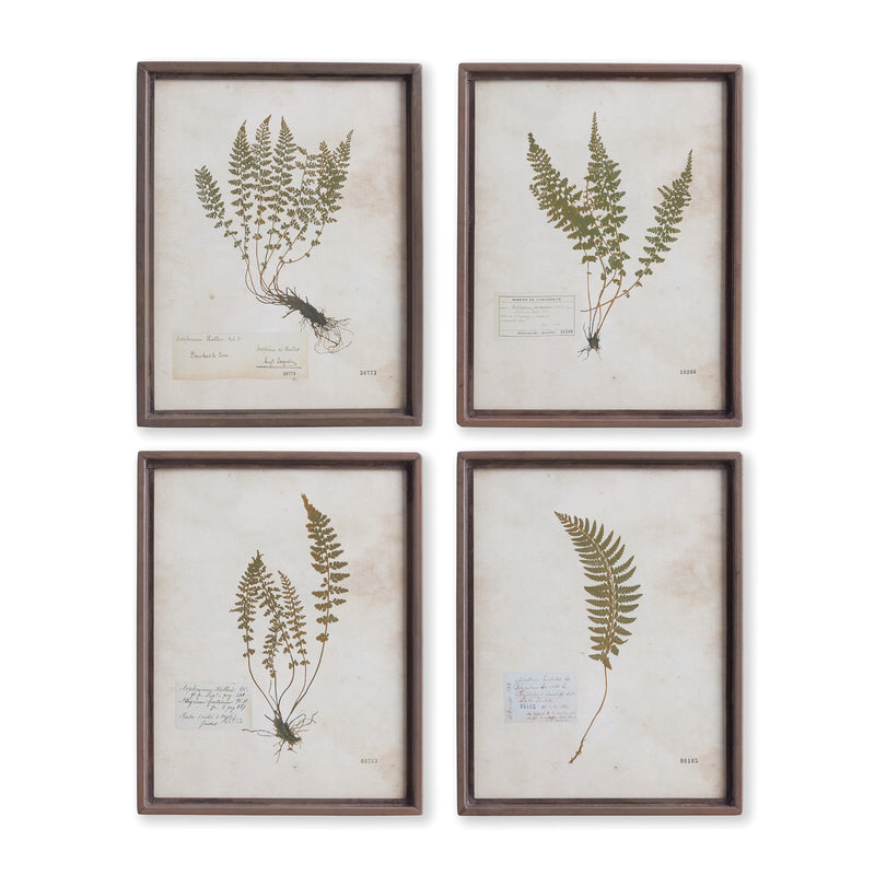 NAPA Home & Garden, PETITE FROND PRINTS, SET OF 4,NH418