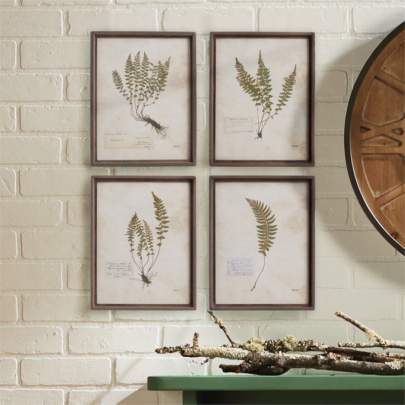 Napa Home Garden, PETITE FROND PRINTS ,SET OF 4,nh418