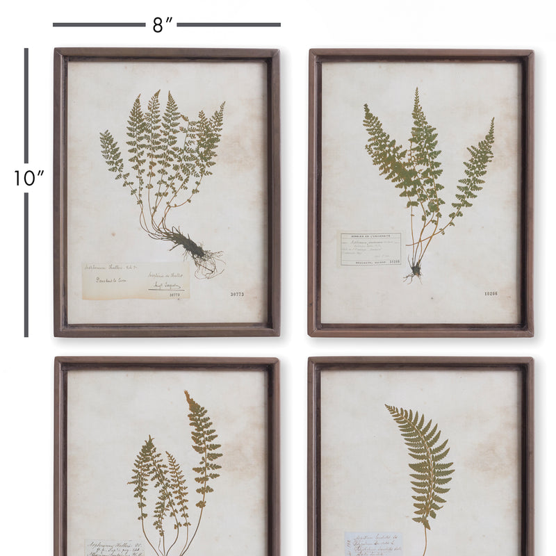 NAPA Home & Garden, PETITE FROND PRINTS, SET OF 4,NH418