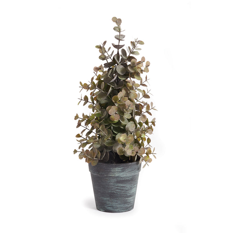 NAPA Home & Garden, EUCALYPTUS PLANT POTTED 13",NJ214