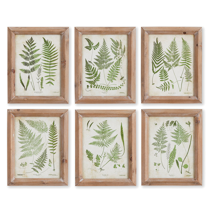 NAPA Home & Garden, ASSORTED FROND STUDY PETITE, SET OF 6,NNH501