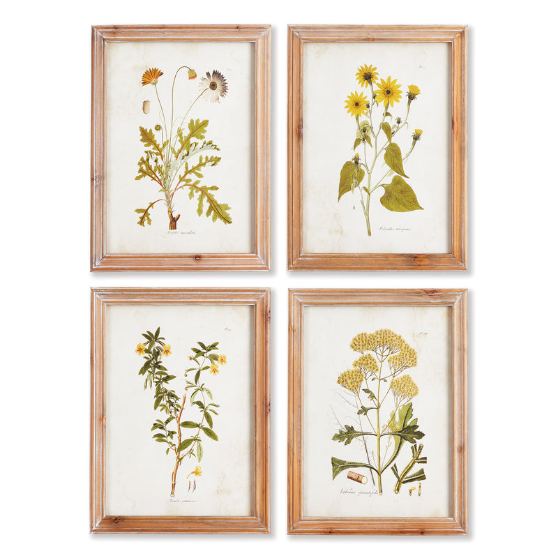 NAPA Home & Garden, GOLDEN WILDFLOWER STUDY, SET OF 4,NNH502