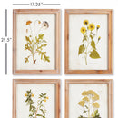 NAPA Home & Garden, GOLDEN WILDFLOWER STUDY, SET OF 4,NNH502