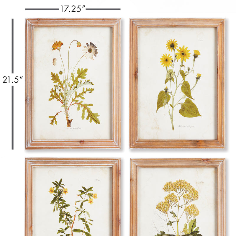 NAPA Home & Garden, GOLDEN WILDFLOWER STUDY, SET OF 4,NNH502