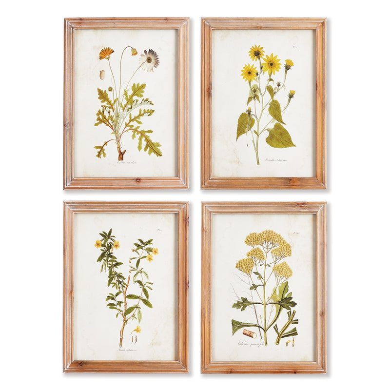 Napa Home Garden, GOLDEN WILDFLOWER STUDY ,SET OF 4,nnh502