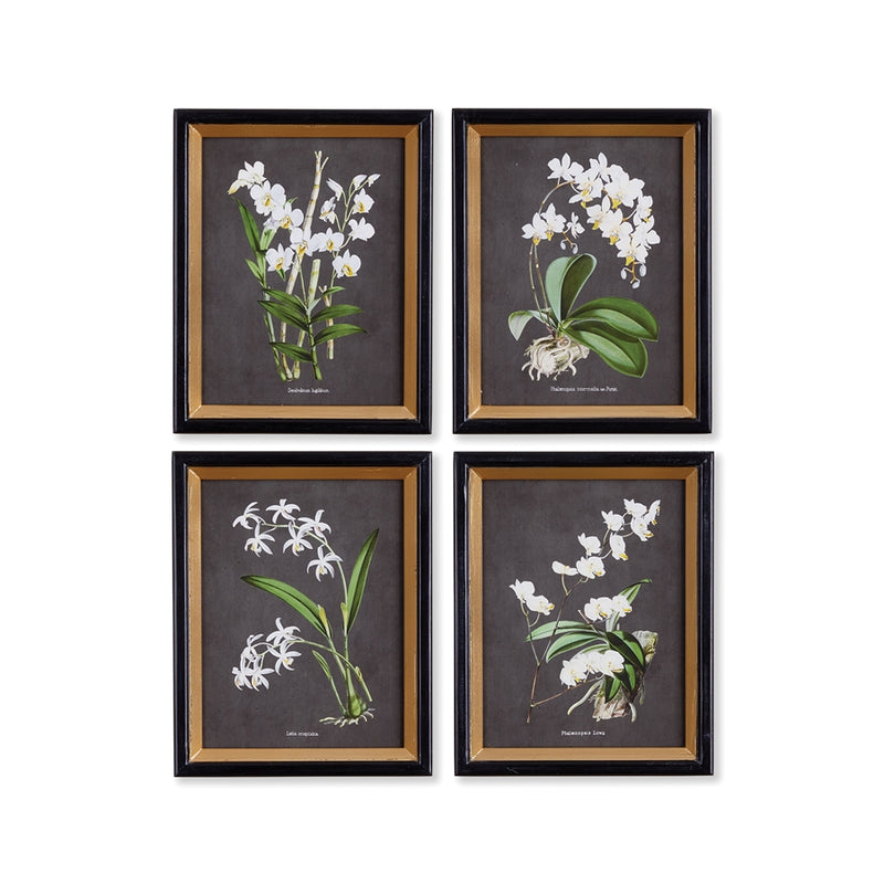 Napa Home Garden, ORCHID STUDY PETITE ,SET OF 4,nnh504