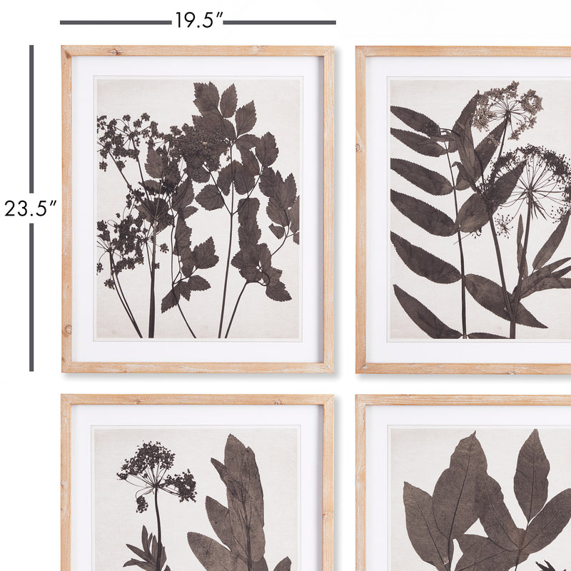 NAPA Home & Garden, PRESSED FOLIAGE PRINTS, SET OF 4,NNH507