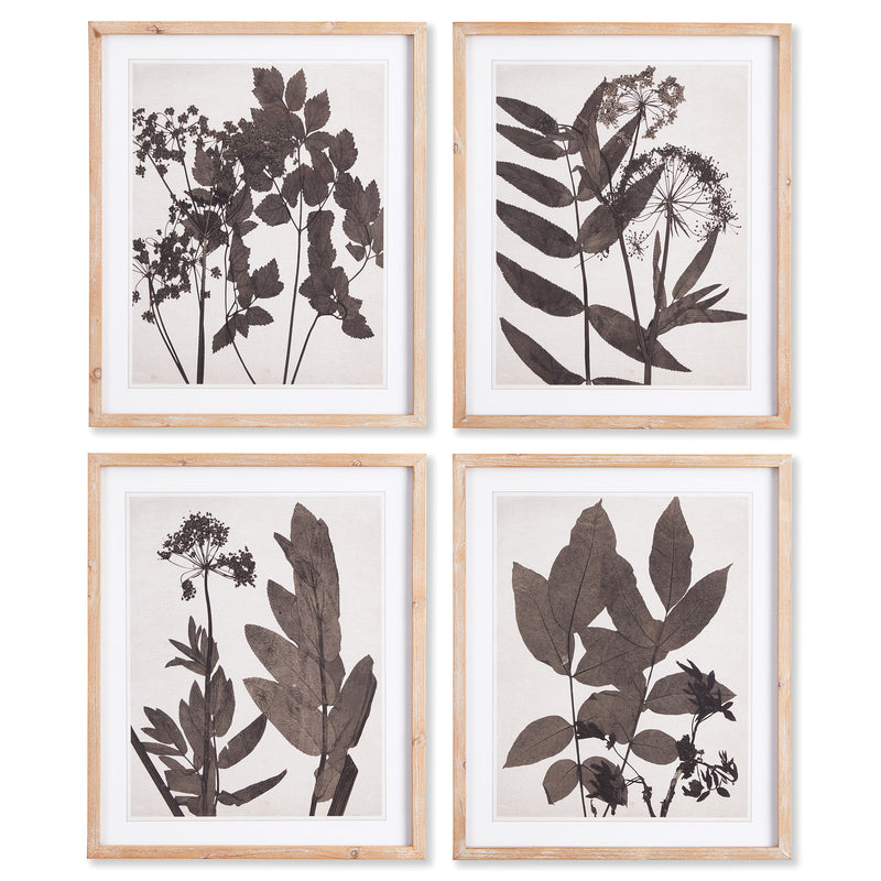 NAPA Home & Garden, PRESSED FOLIAGE PRINTS, SET OF 4,NNH507