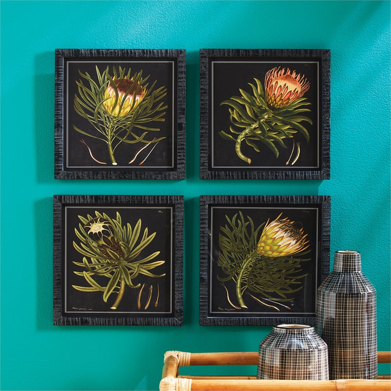 Napa Home Garden, PROTEA PETITE PRINTS ,SET OF 4,nnh509