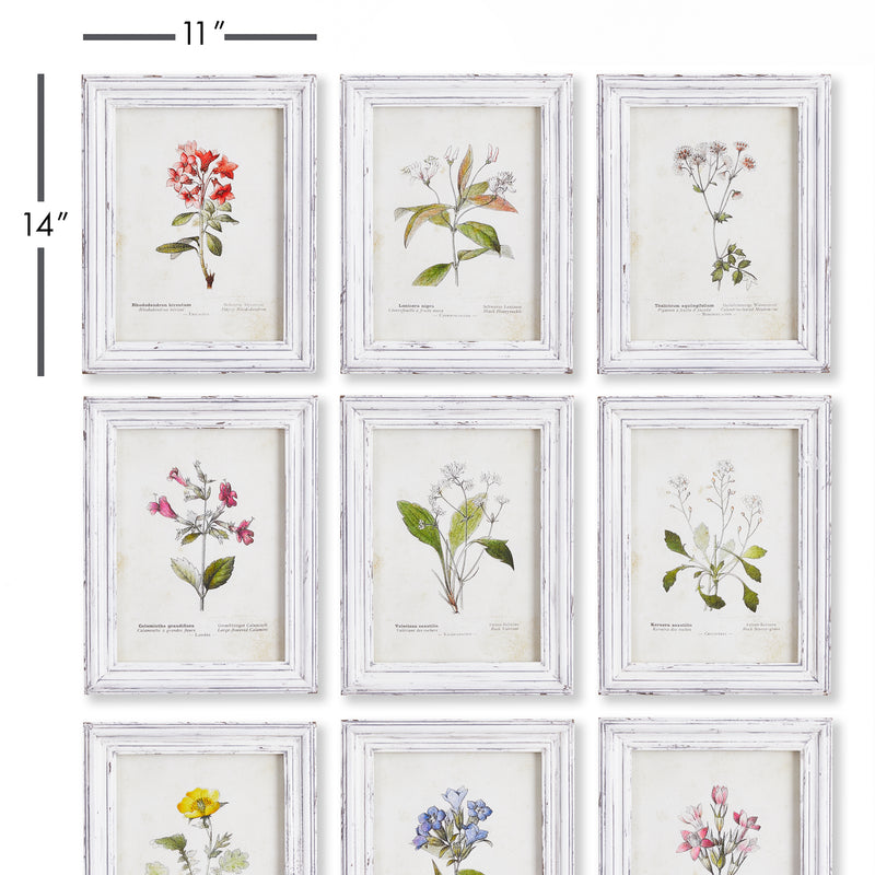 NAPA Home & Garden, GARDEN MEADOW STUDY, SET OF 9,NNH525