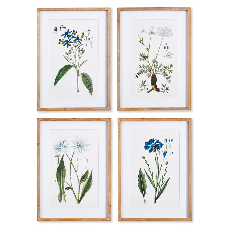 NAPA Home & Garden, MOUNTAIN BOTANICAL PRINTS, SET OF 4,NNH527