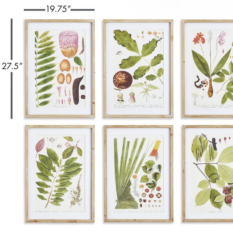 NAPA Home & Garden, LEAF BOTANICAL STUDY, SET OF 6,NNH537