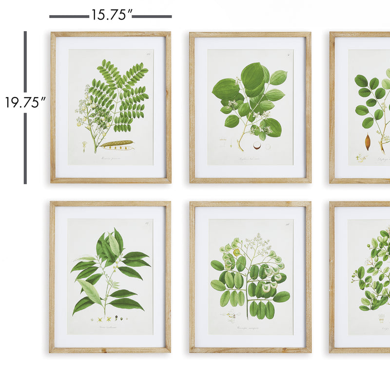 NAPA Home & Garden, TREE LEAF STUDY, SET OF 6,NNH549