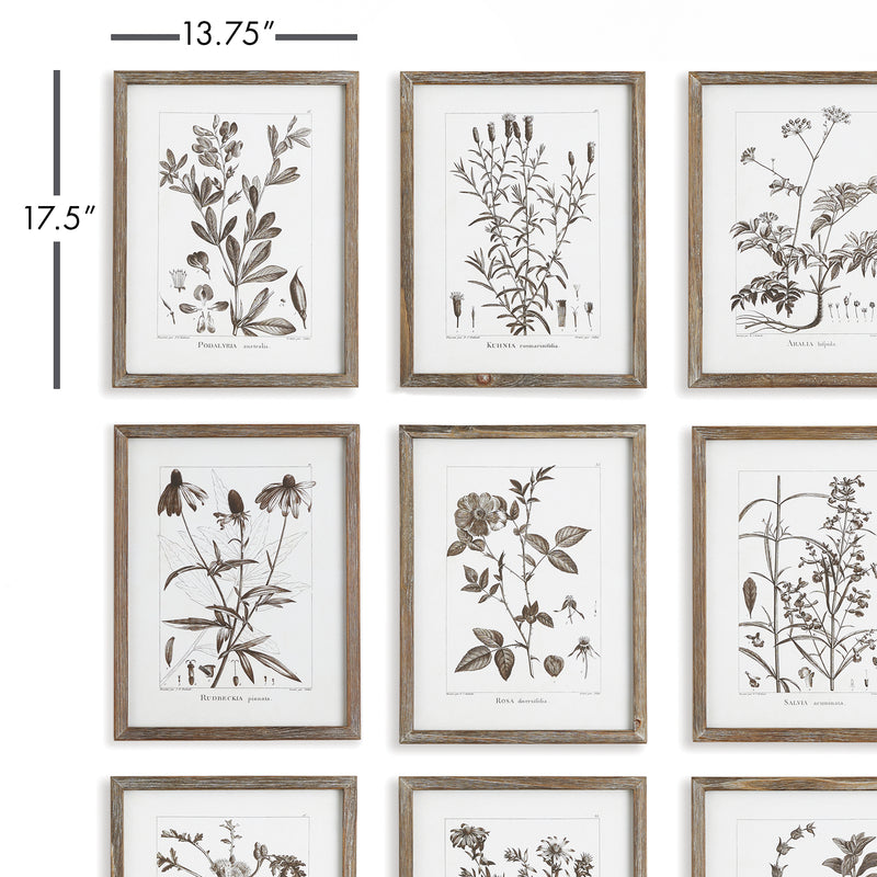 NAPA Home & Garden, RUSTIC FOLIAGE STUDY, SET OF 9,NNH550