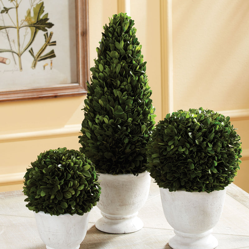 NAPA Home & Garden, BOXWOOD CONE TOPIARY IN POT,NPG404