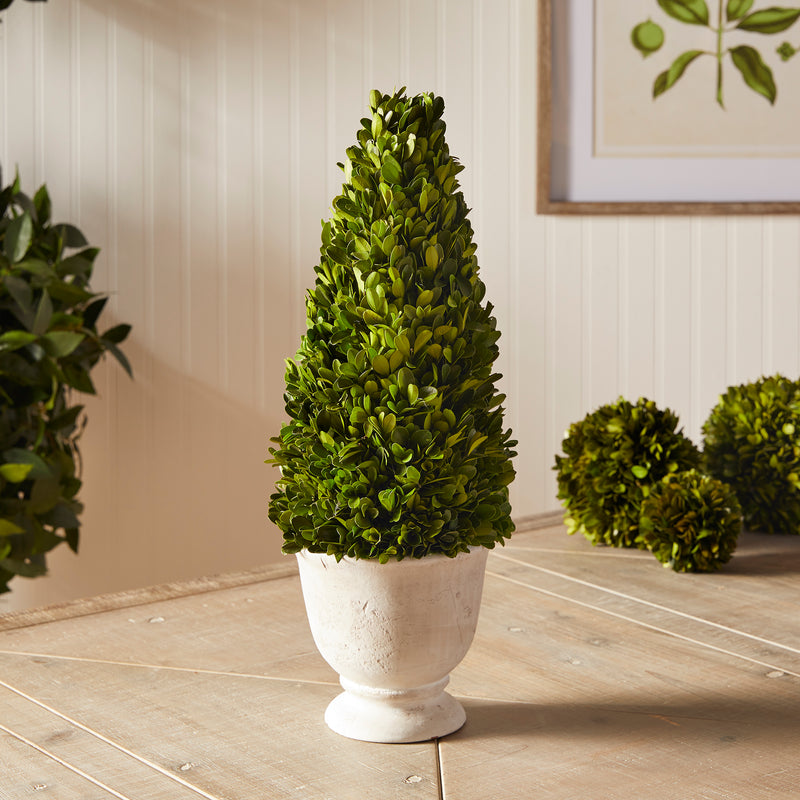 NAPA Home & Garden, BOXWOOD CONE TOPIARY IN POT,NPG404