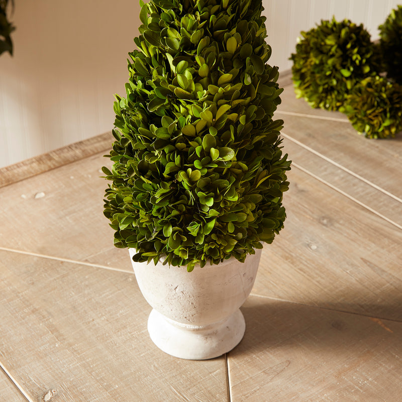 NAPA Home & Garden, BOXWOOD CONE TOPIARY IN POT,NPG404