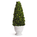 NAPA Home & Garden, BOXWOOD CONE TOPIARY IN POT,NPG404