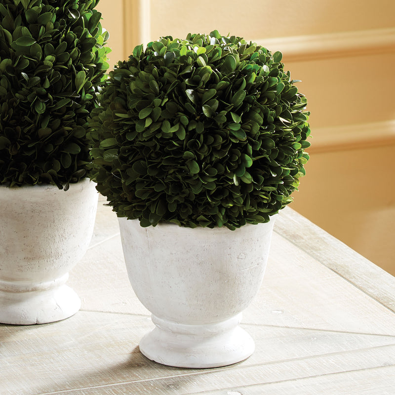 NAPA Home & Garden, BOXWOOD BALL TOPIARY IN POT LARGE,NPG405