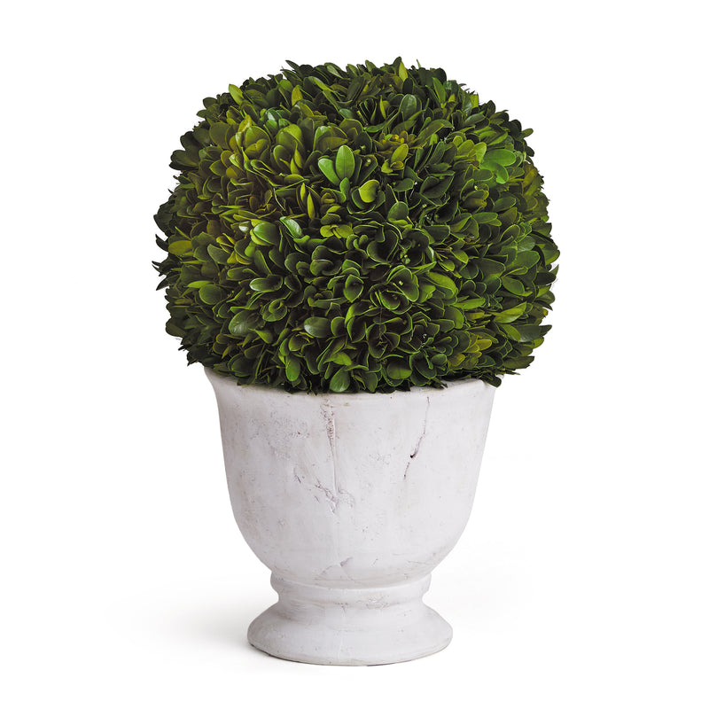 NAPA Home & Garden, BOXWOOD BALL TOPIARY IN POT LARGE,NPG405