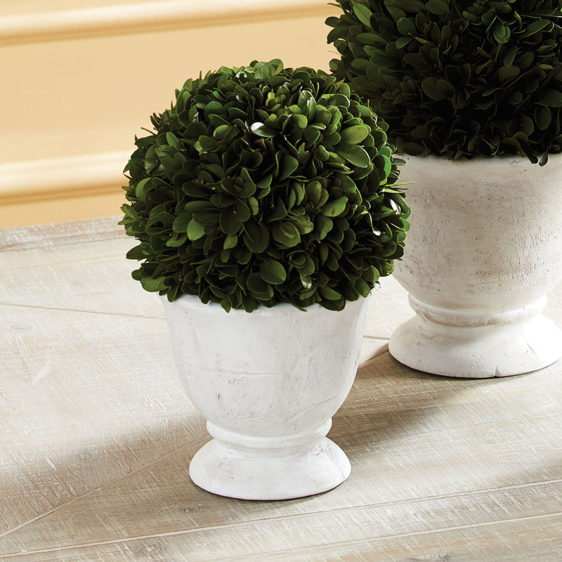 NAPA Home & Garden, BOXWOOD BALL TOPIARY IN POT SMALL,NPG406