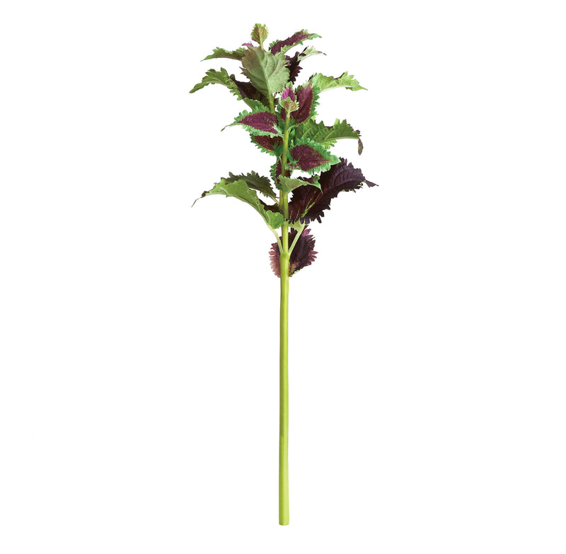 NAPA Home & Garden, COLEUS STEM 22",NTP500PRD