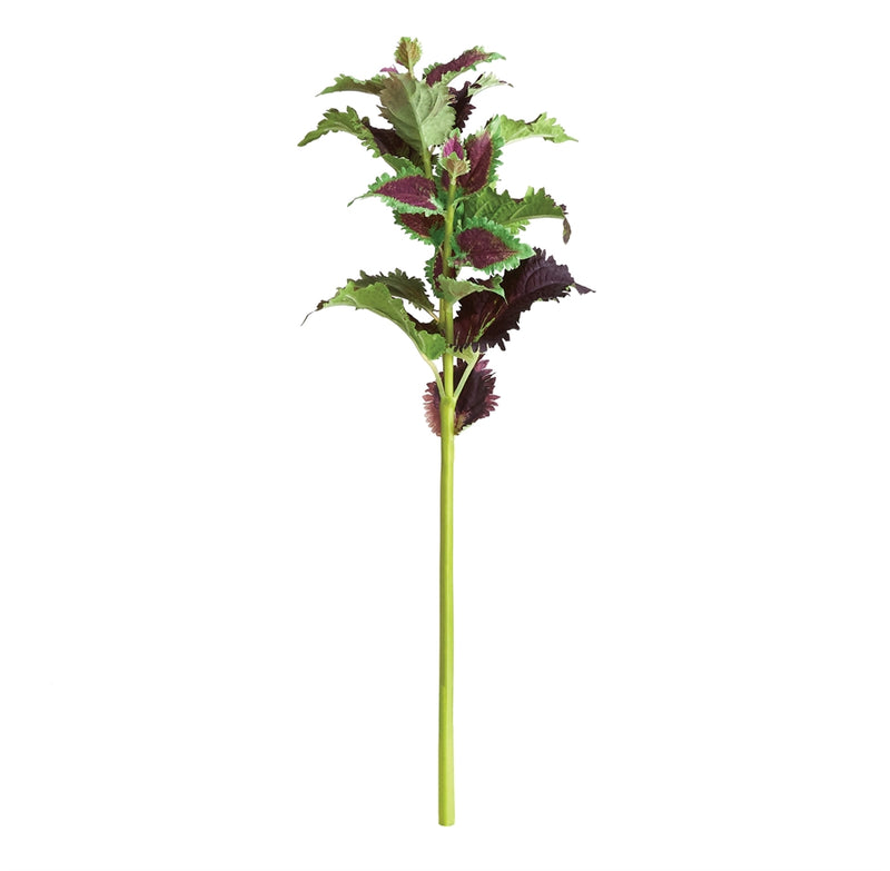 Napa Home Garden, COLEUS STEM 22" PLUM,ntp500prd