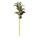 NAPA Home & Garden, COLEUS STEM