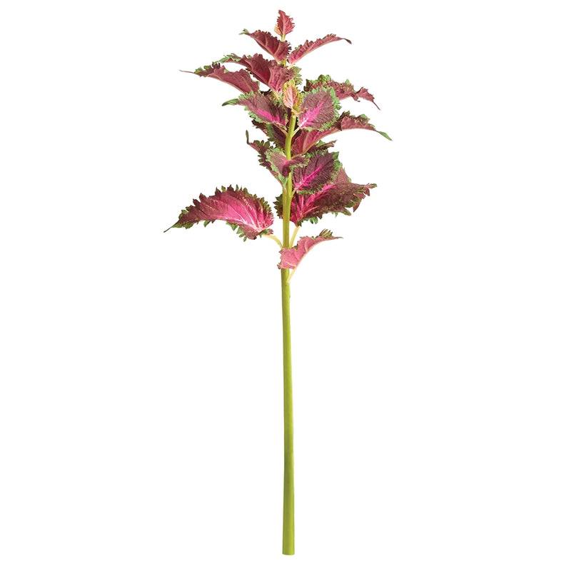 Napa Home Garden, COLEUS STEM 22" RED,ntp500rd