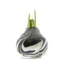 Jumbo Size No Water Wax Dipped Amaryllis Bulb,  Gray Wax/Red Flower, Rust Wax/Red Flower , 2 of Each,phf012