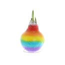 Waxed AmaryllisRainbow, 6 Pieces/Tray,phf063
