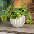 VivaStyle Planter, Ceramic Cream Lace Rib, 6"H