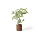 Napa Home Garden, SAGE 9" DROP-IN,tp221