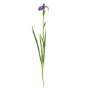 NAPA Home & Garden, DUTCH IRIS STEM 35",TP412PR