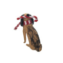 Dog Candycane Fig