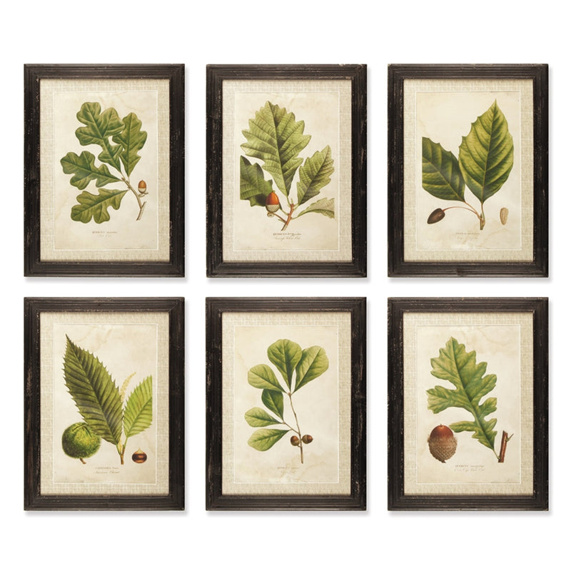 Napa Home Garden, ARBORIST PRINTS ,SET OF 6,2293