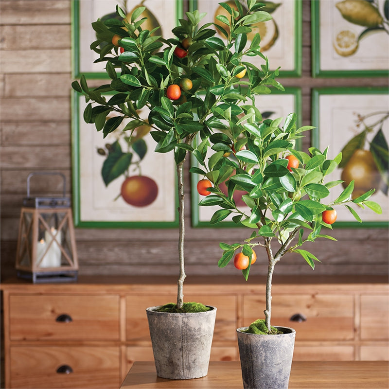 Napa Home Garden, ORANGE TOPIARY POTTED 41",cc303