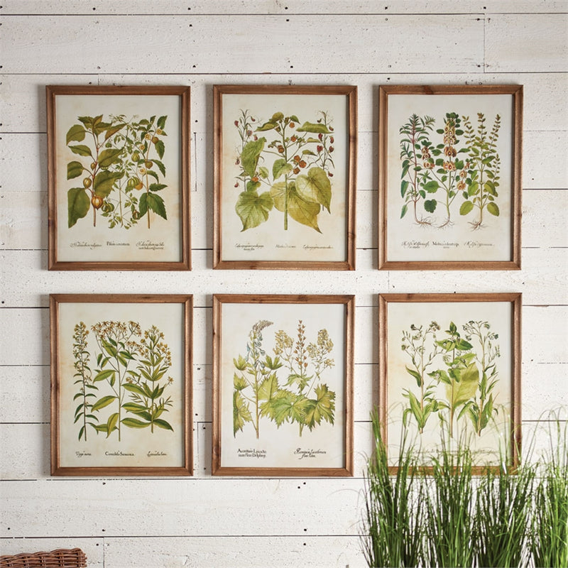 Napa Home Garden, WILDFLOWER BOTANICAL PRINTS S/6,hc128