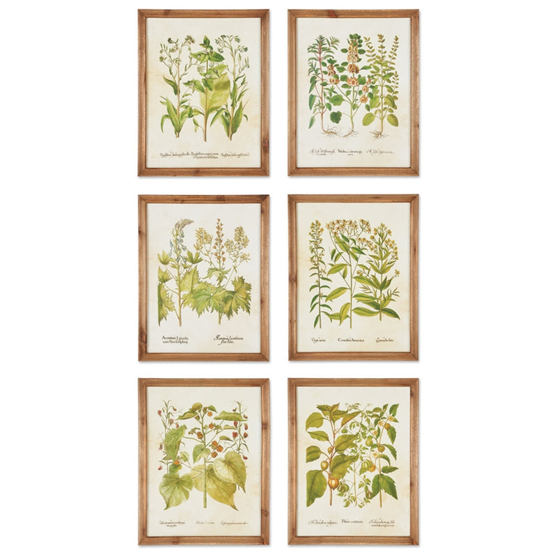 Napa Home Garden, WILDFLOWER BOTANICAL PRINTS S/6,hc128